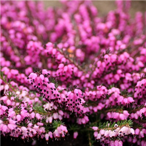 Erica Darleyensis Red